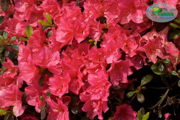 Azalia japońska Canzonetta